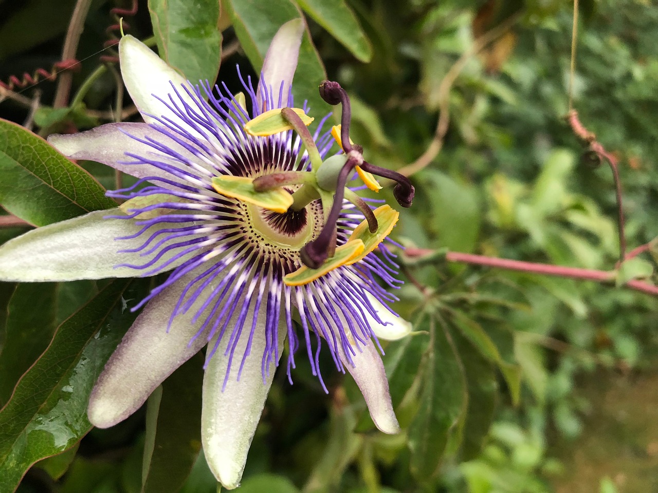 flower  passion flower  bloom free photo