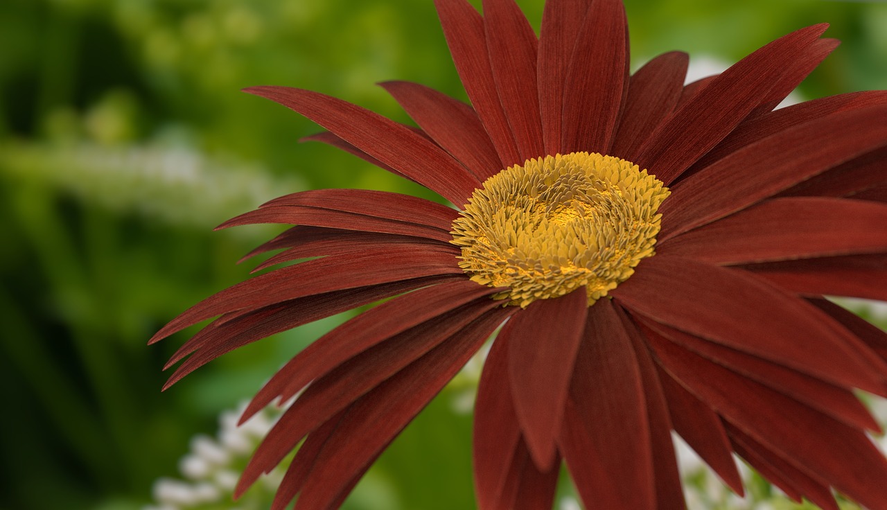 flower  blossom  bloom free photo