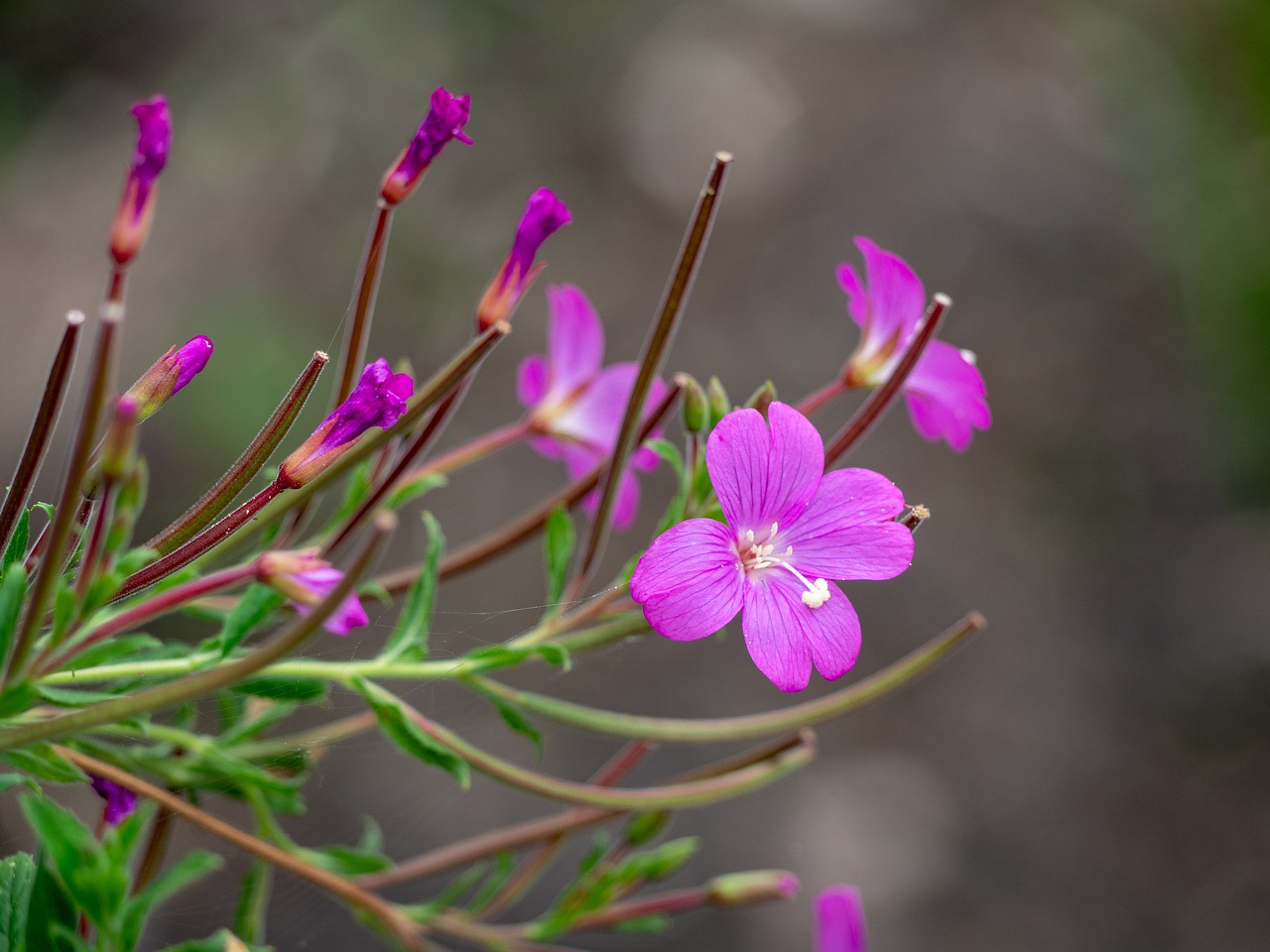 flower  nature  purple flower free photo