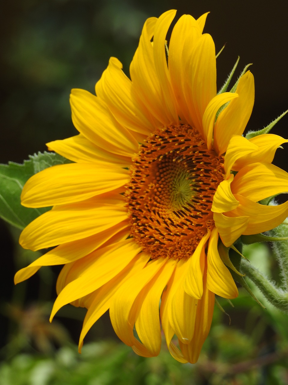 flower  sunflower  yellow free photo