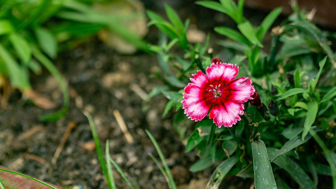 flower  green  nature free photo