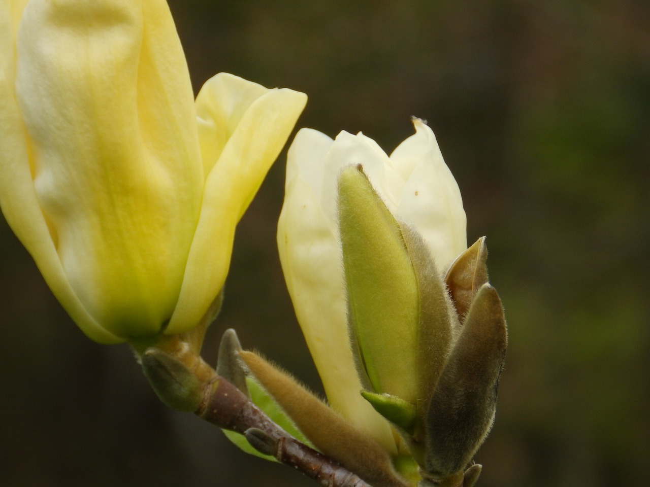 flower magnolia cream free photo