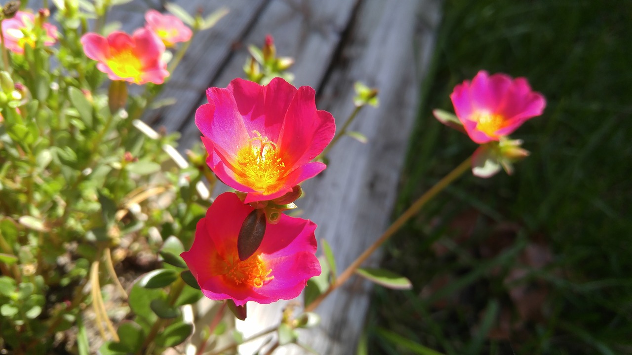 flower  garden  bloom free photo