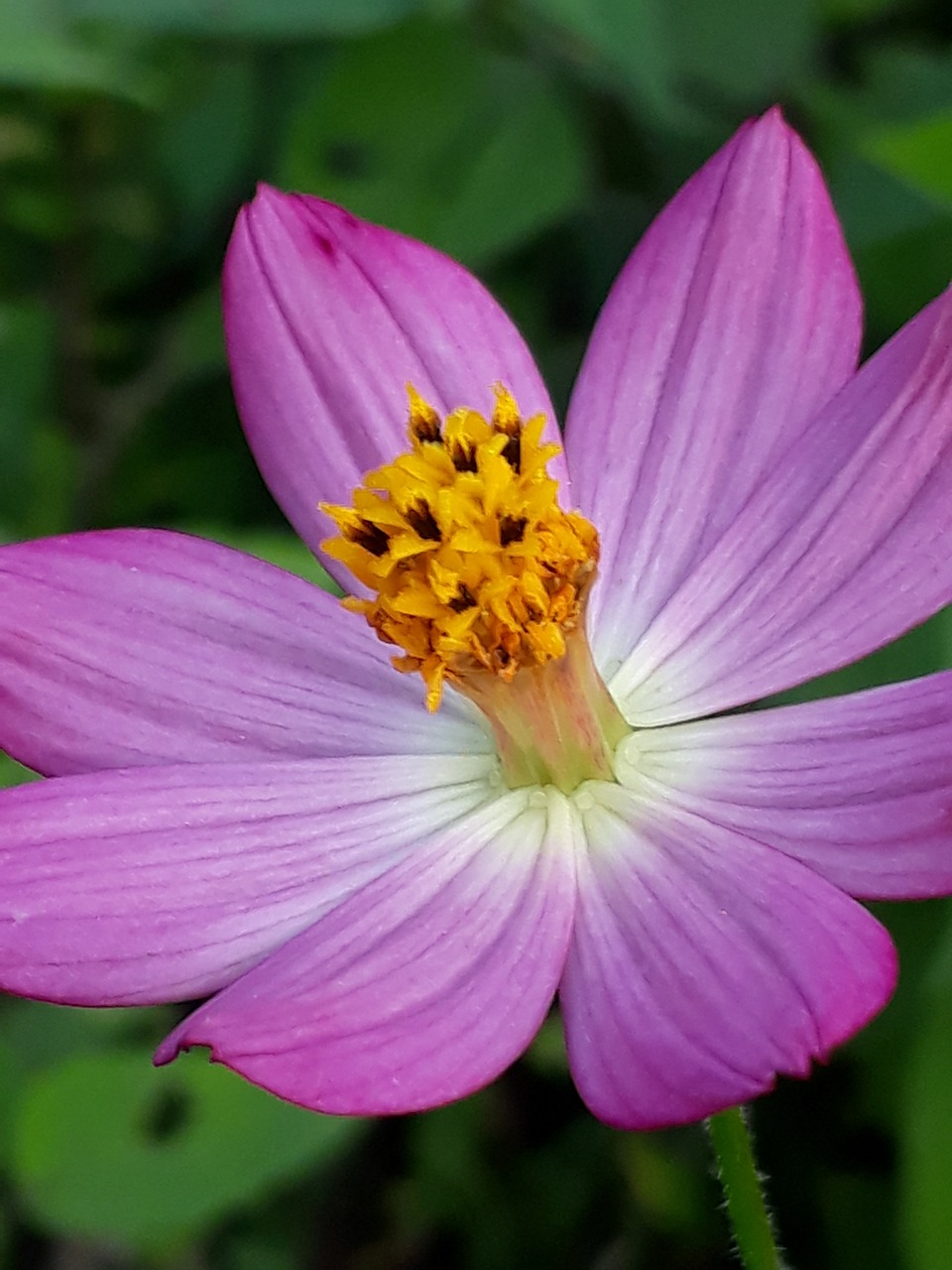 flower  garden  color free photo