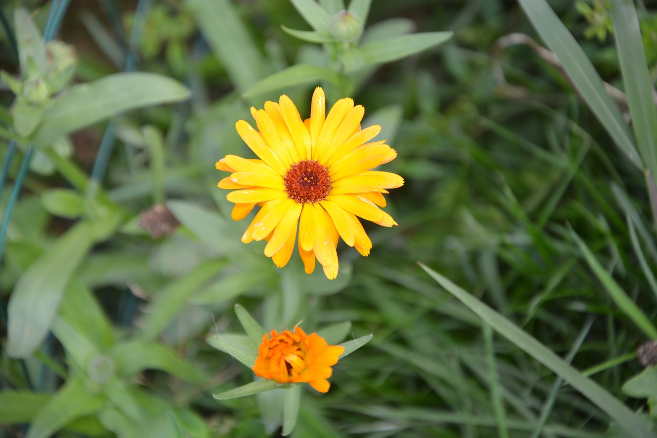 flower  summer flower  garden free photo