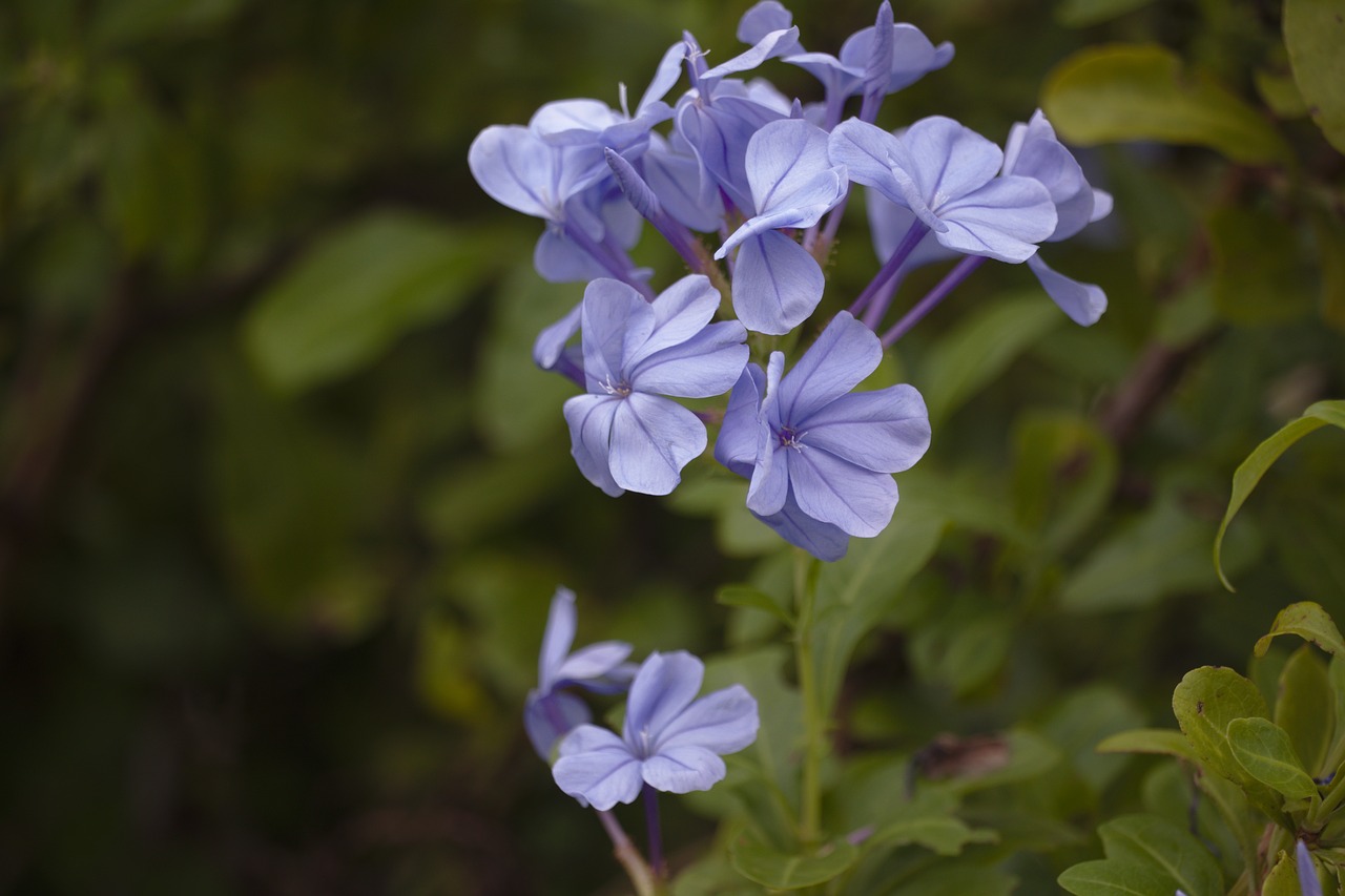 flower  purple  flora free photo