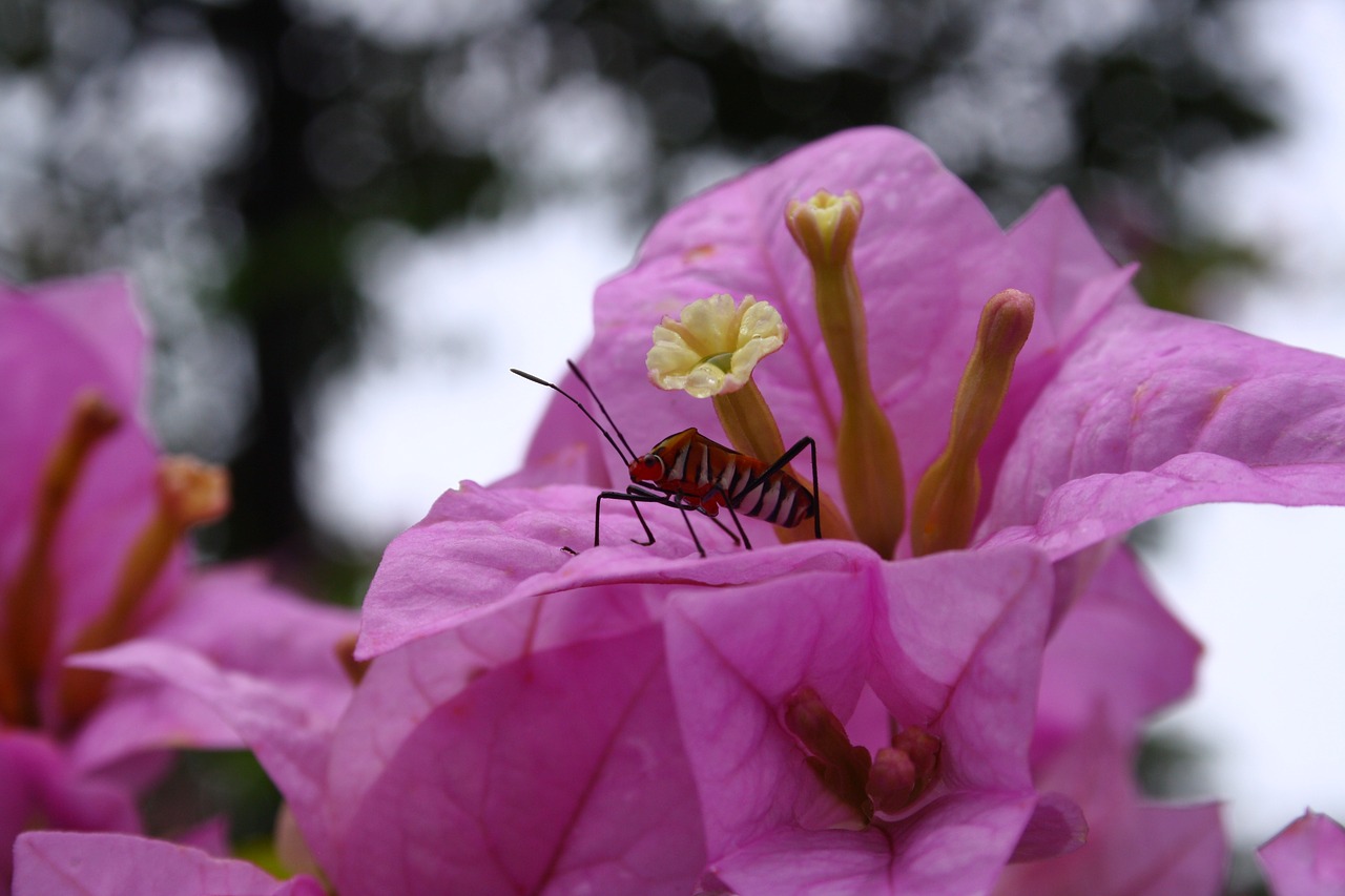 flower  insect  nature free photo