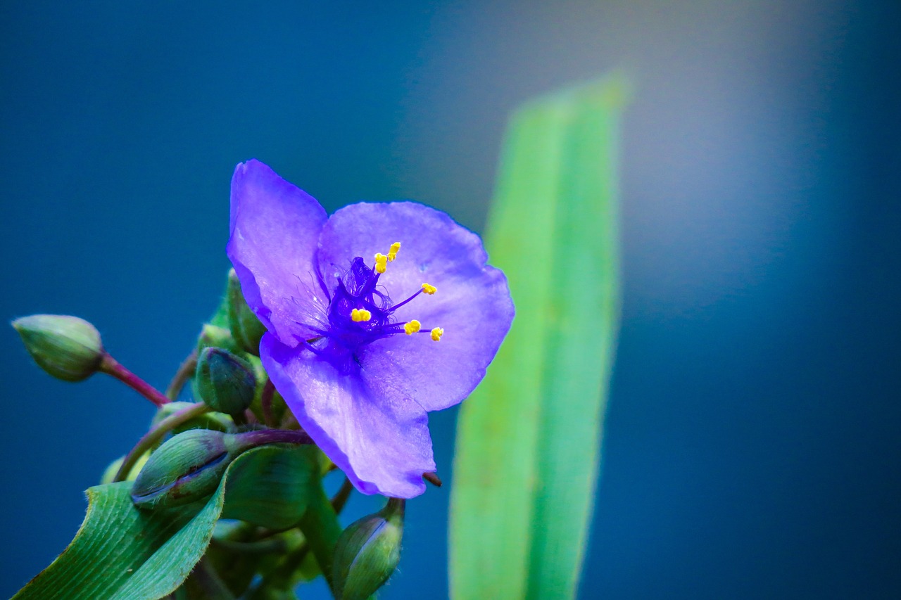 flower  natural  summer free photo