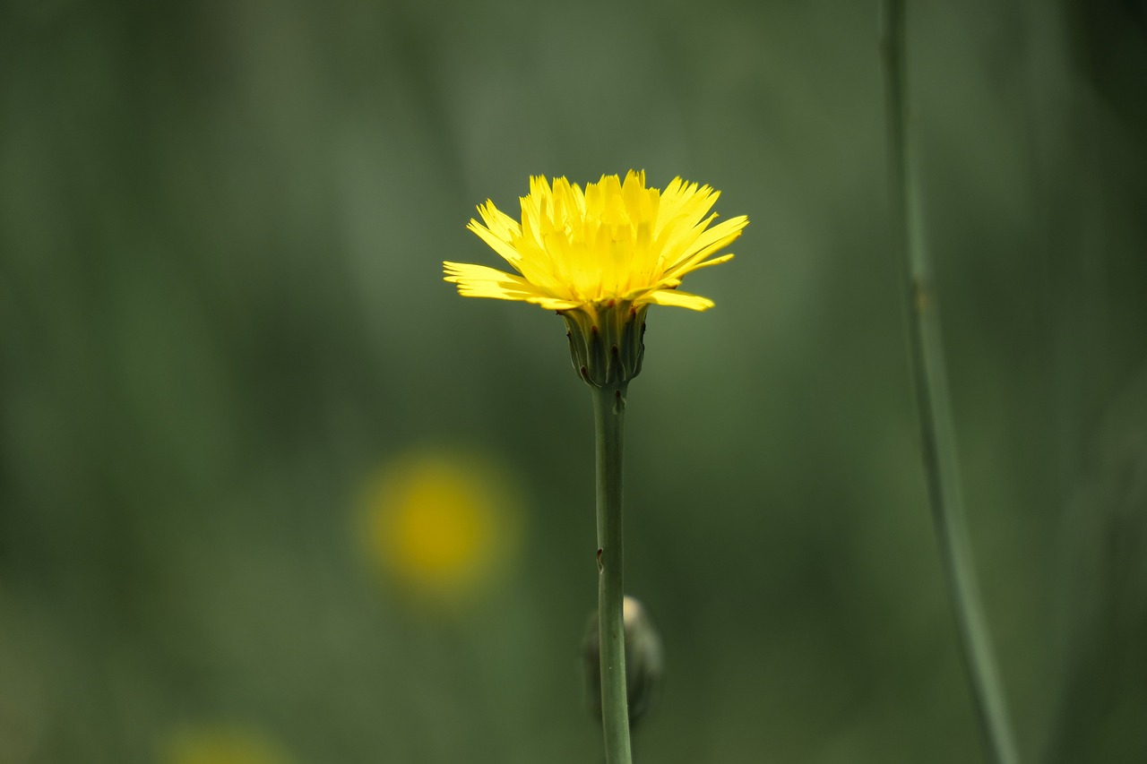 flower  natural  summer free photo