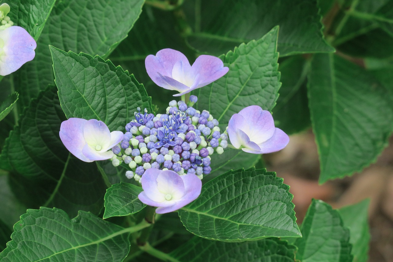 flower  natural  summer free photo