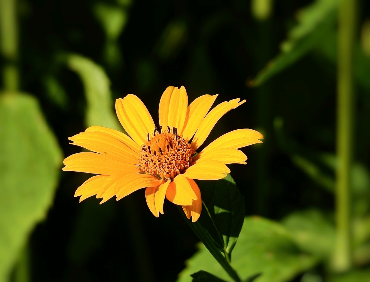 flower  yellow  garden free photo