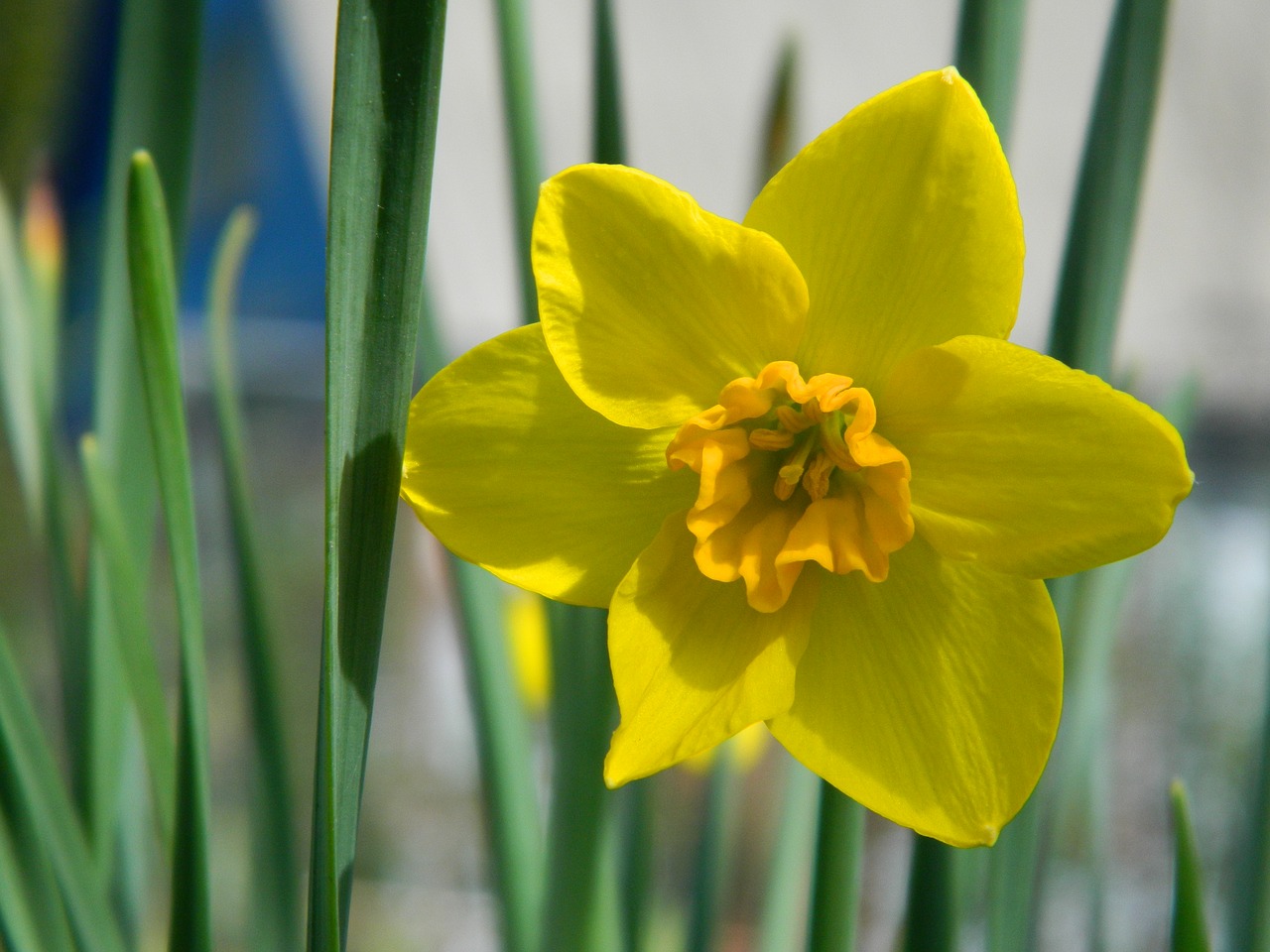 flower  narcissus  spring free photo