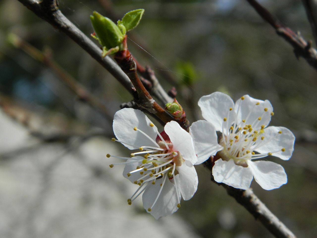 flower  spring  nature free photo