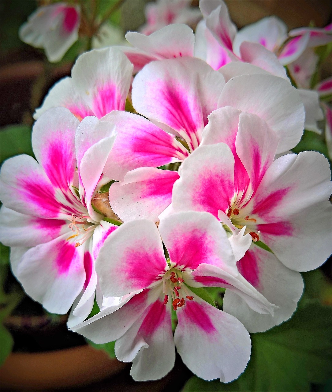 flower  geranium  potted plant free photo