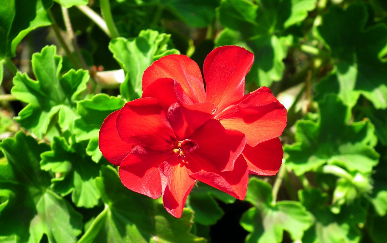 flower  geranium  red free photo