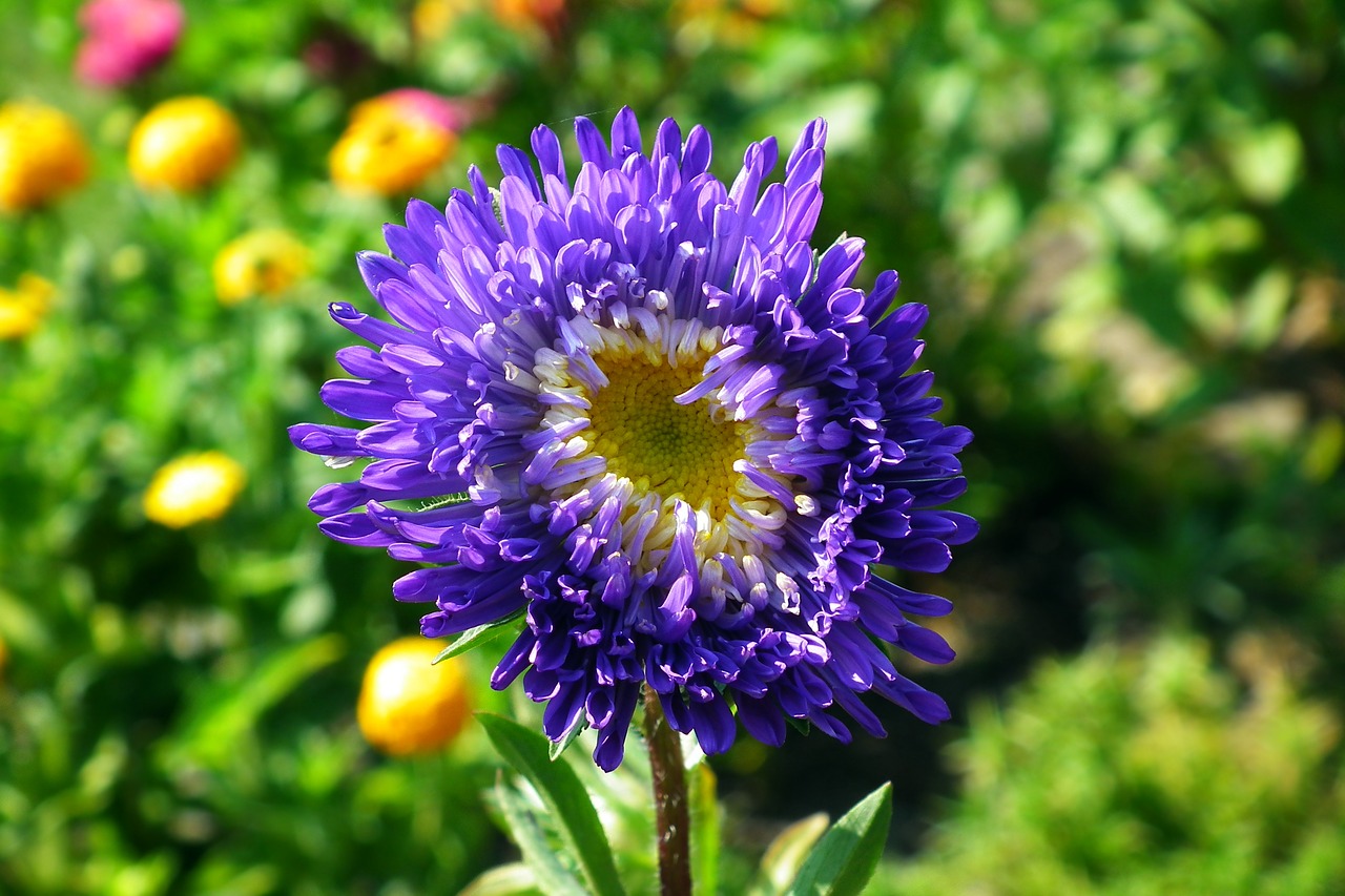 flower  aster  blue free photo