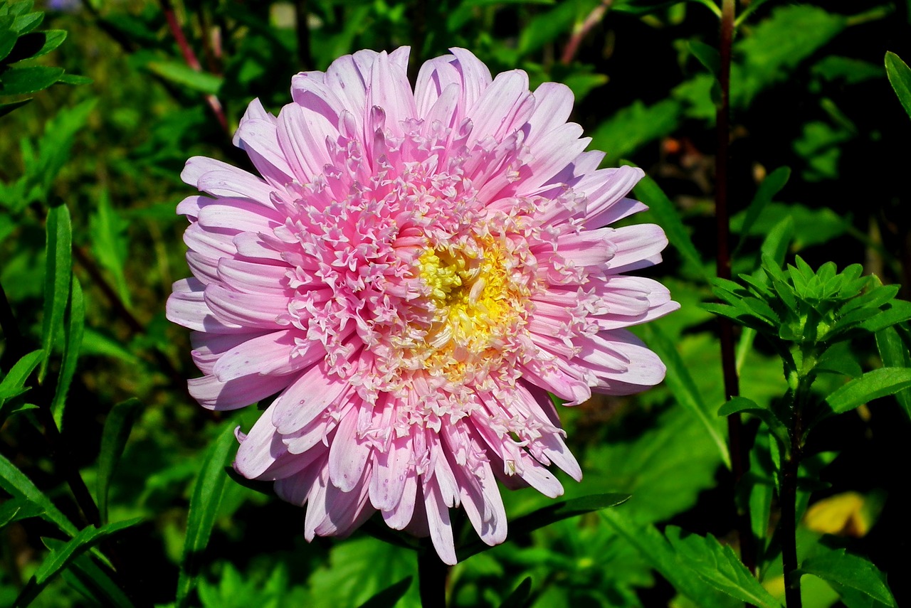 flower  aster  pink free photo