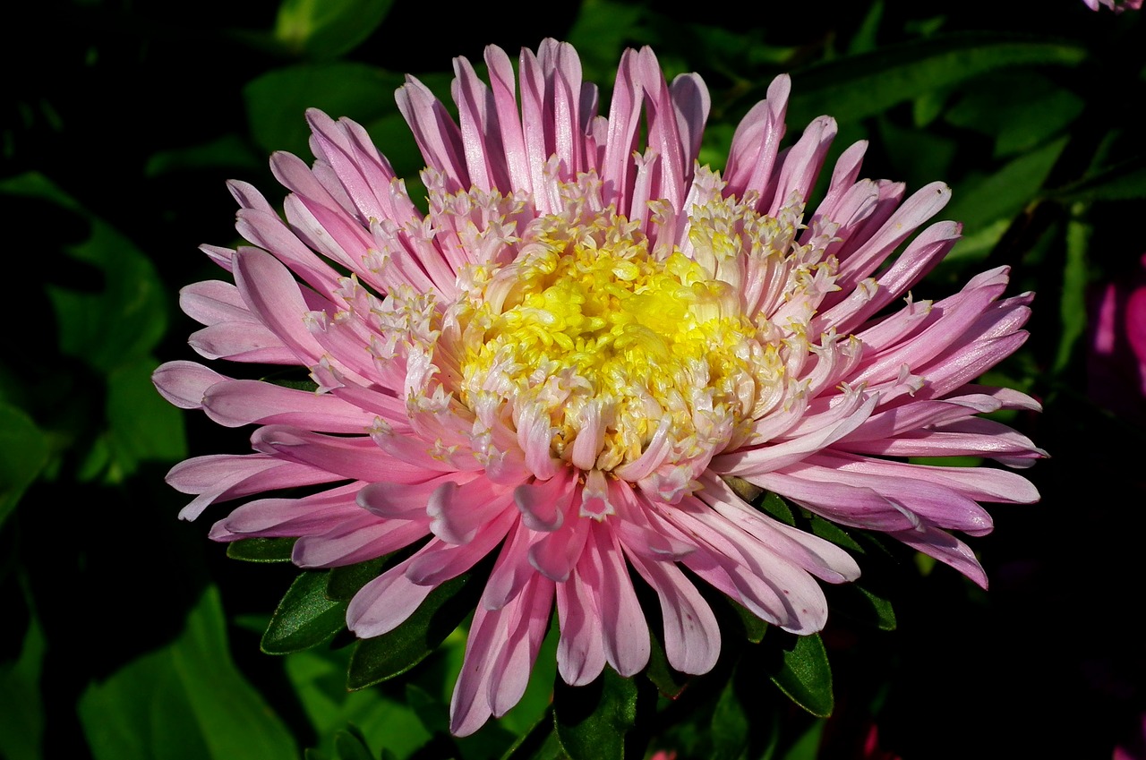 flower  aster  garden free photo