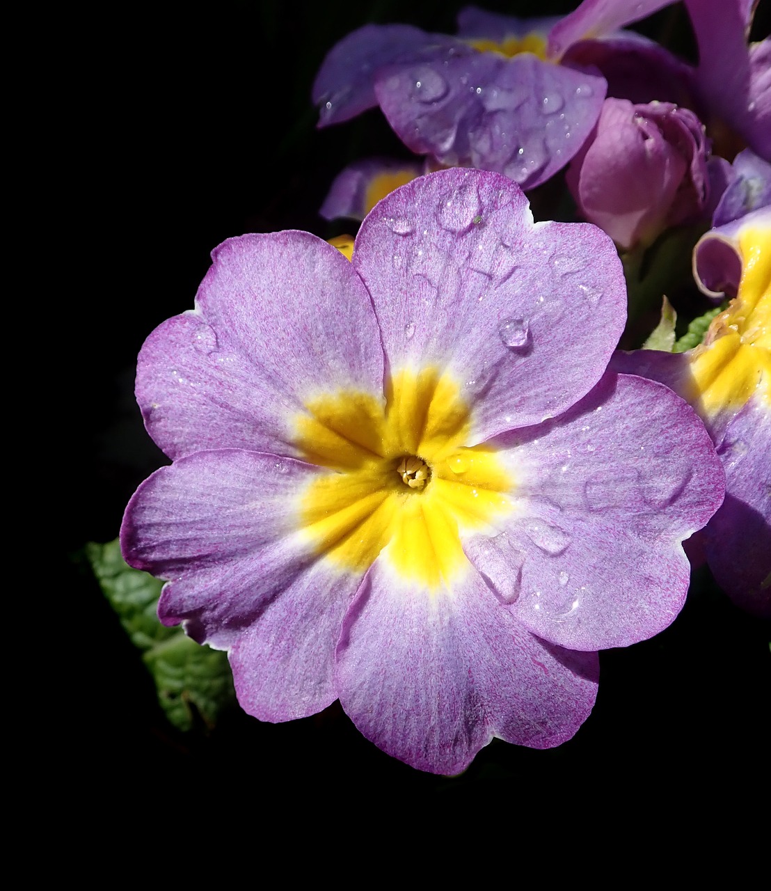 flower  raindrop  bloom free photo