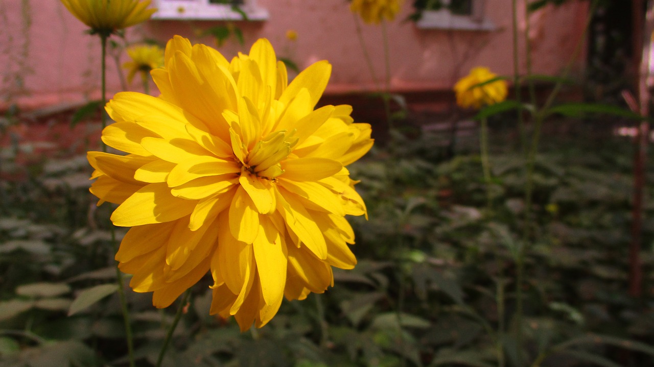 flower  chrysanthemum  astra free photo