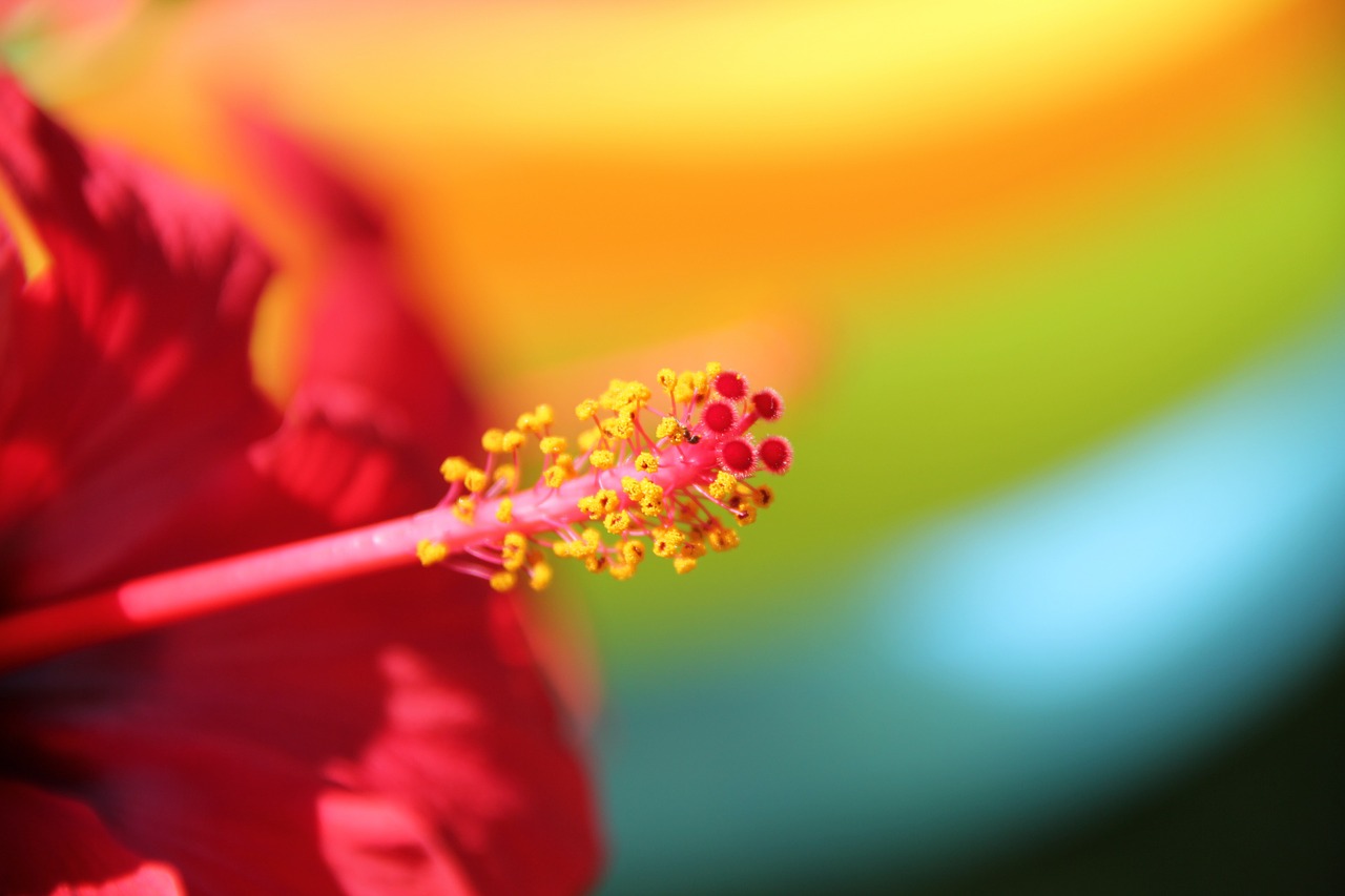 flower red hibiscus free photo