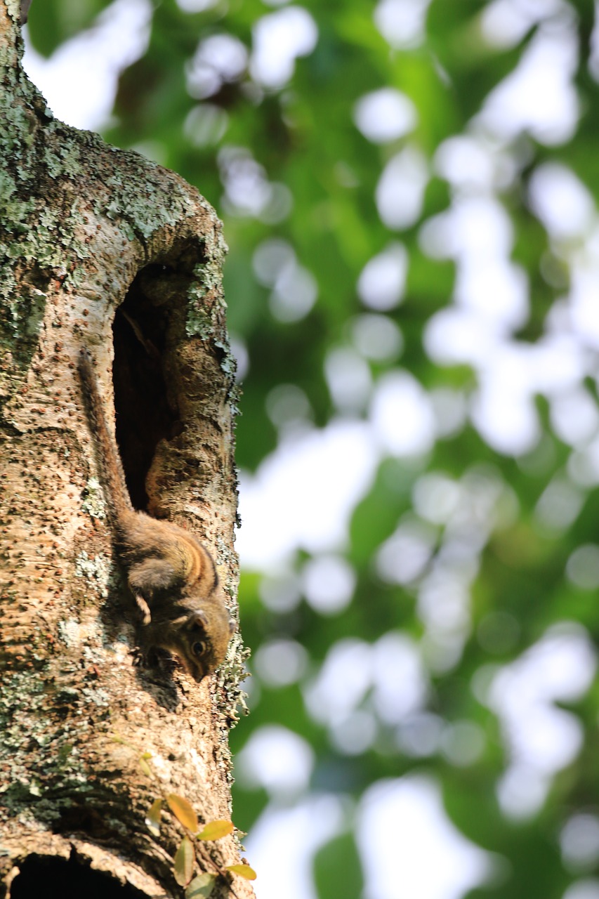 flower  winter  squirrel free photo