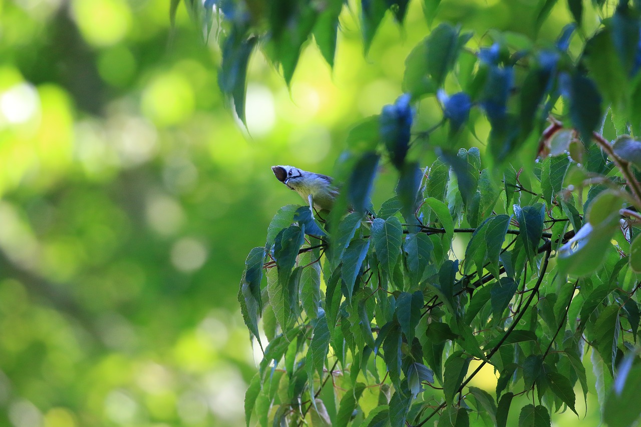 flower  winter  birds free photo