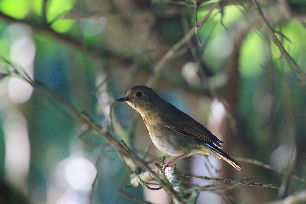 flower  winter  birds free photo