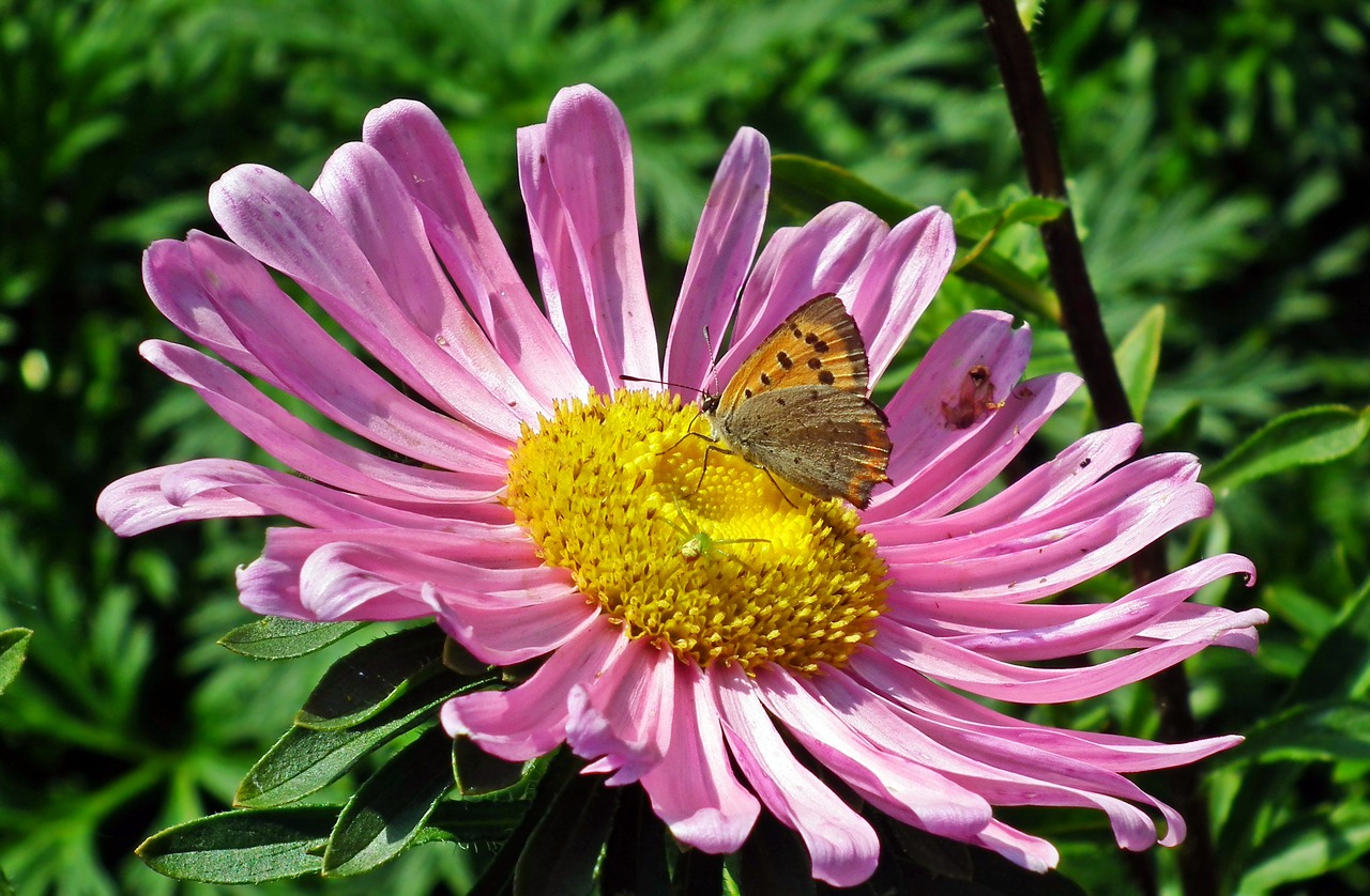 flower  aster  butterfly free photo