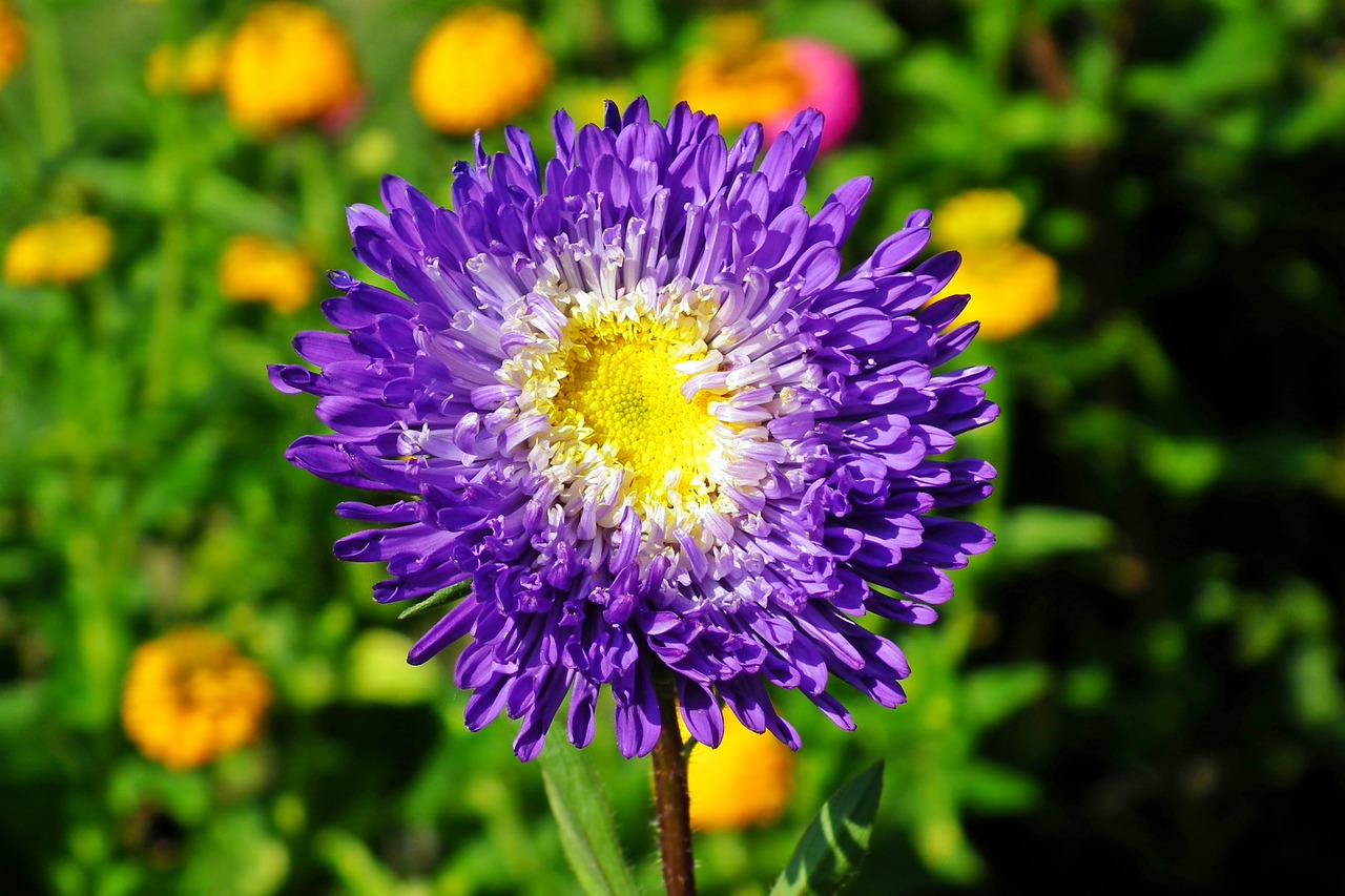 flower  aster  blue free photo