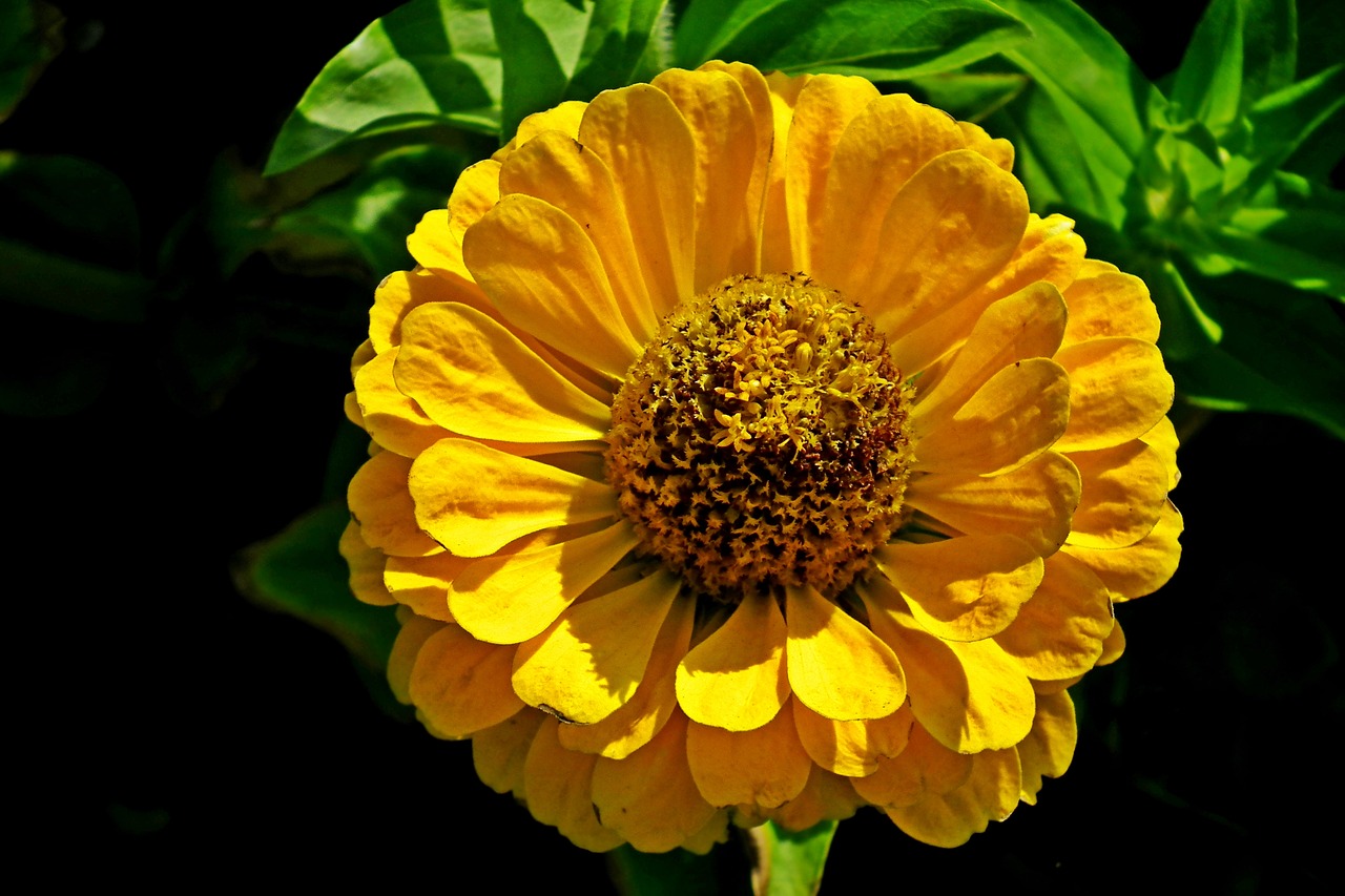 flower  zinnia  yellow free photo