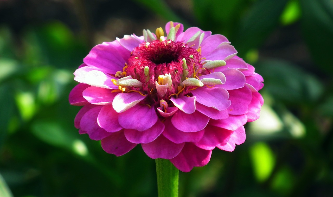 flower  zinnia  summer free photo