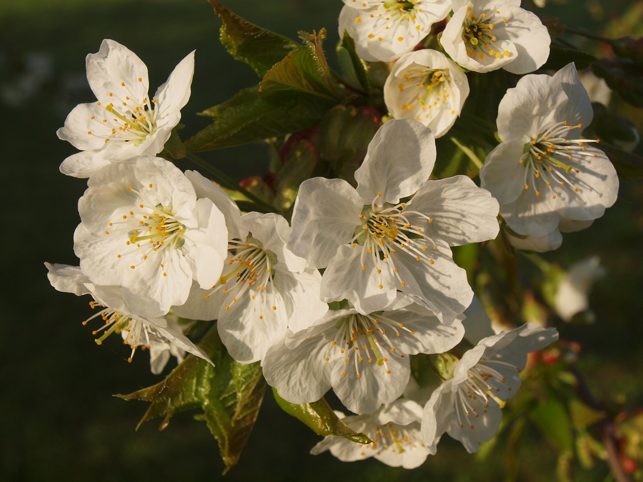 flower  fruit tree  sour cherry free photo