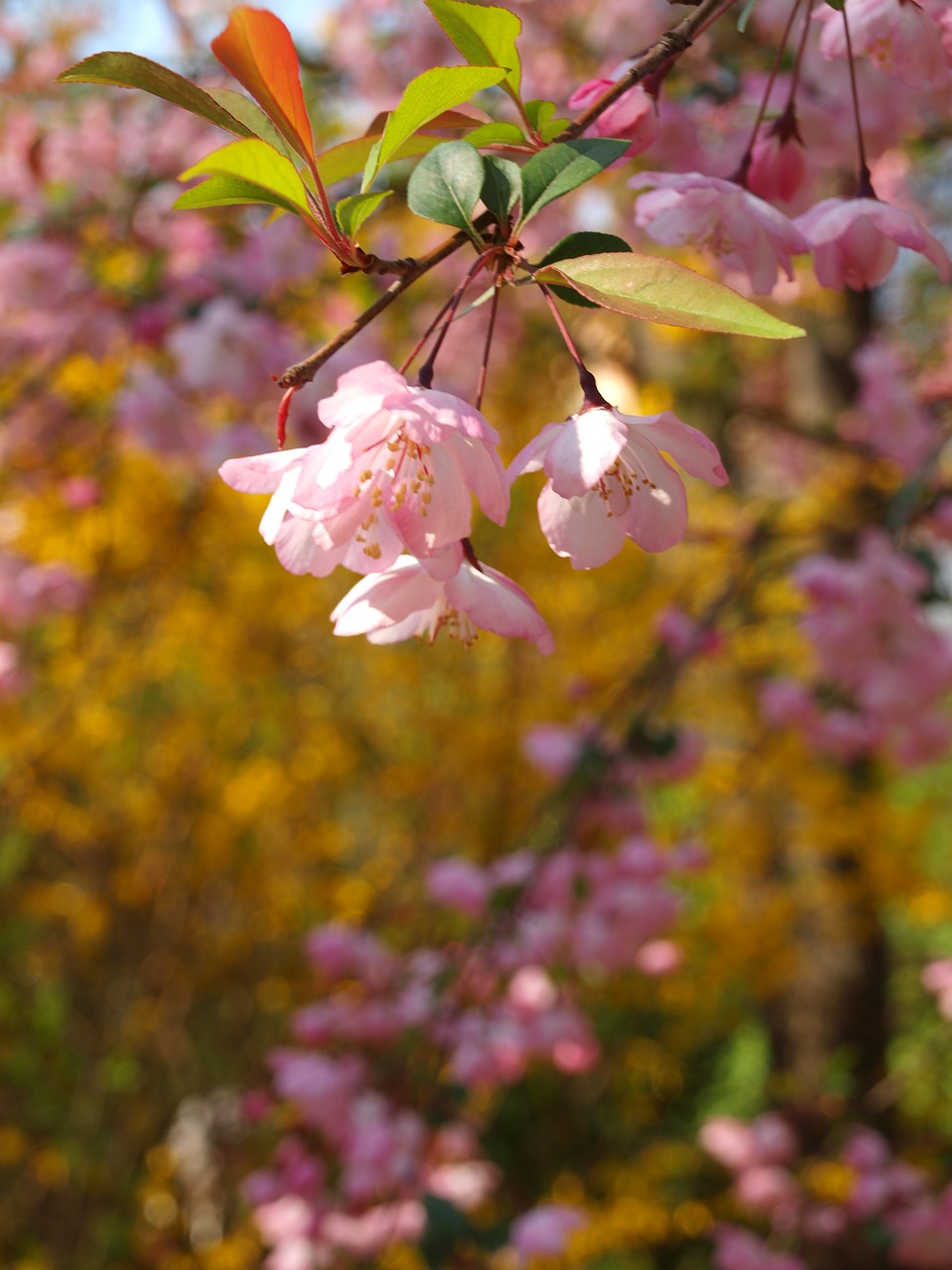 flower  spring  inflorescence free photo