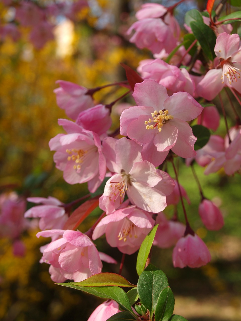 flower  spring  inflorescence free photo