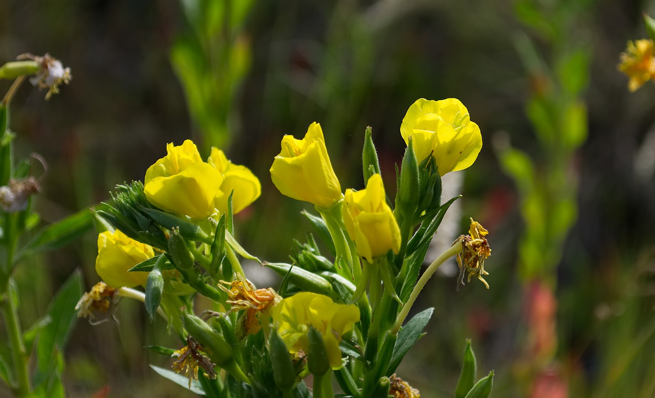 flower  yellow  nature free photo