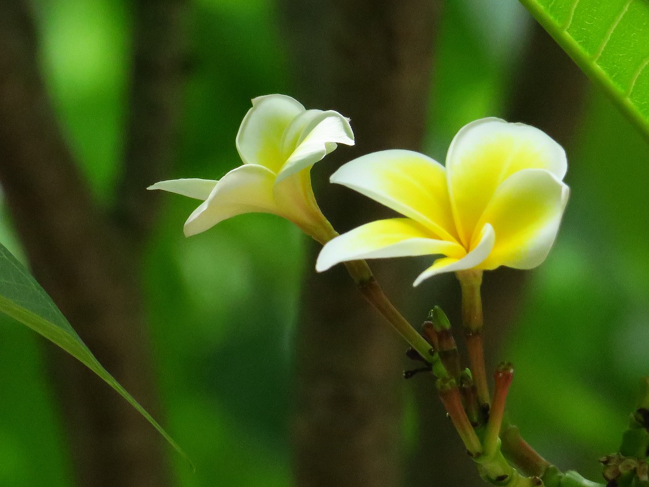 flower  natural  summer free photo