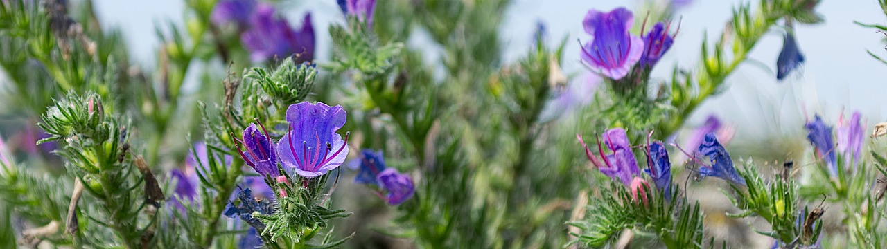 flower  blue  violet free photo