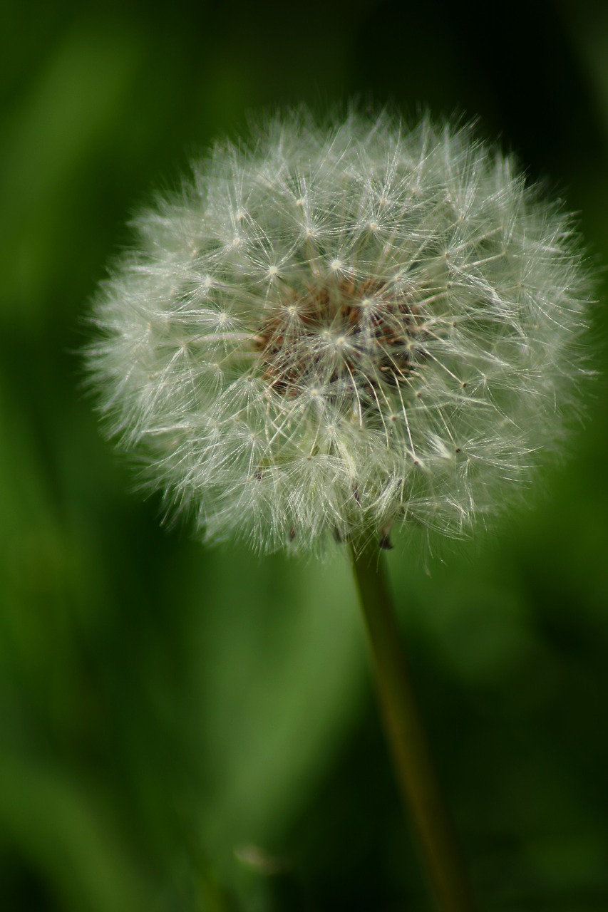 flower  dandelion  spring free photo