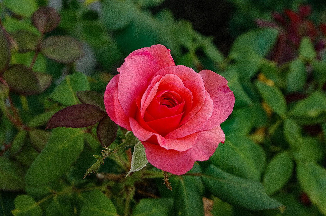 flower  rose  beauty free photo