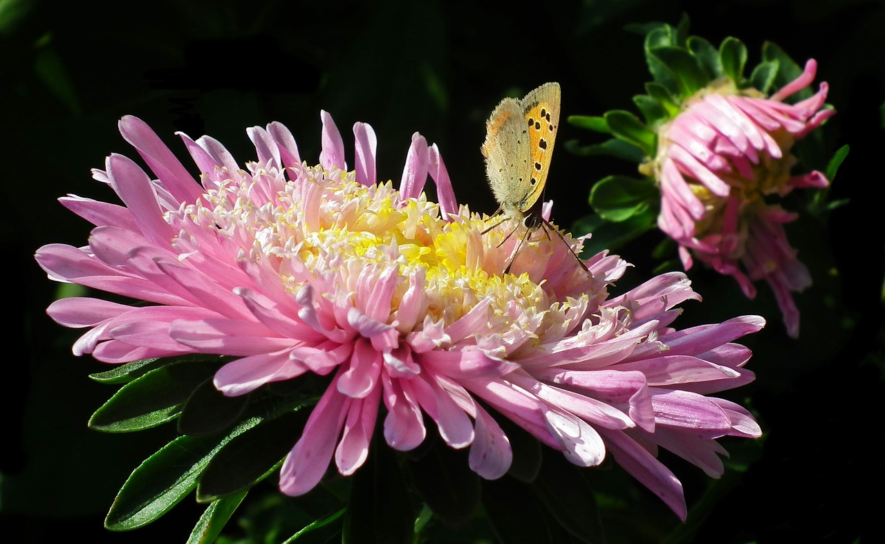 flower  zinnia  butterfly free photo