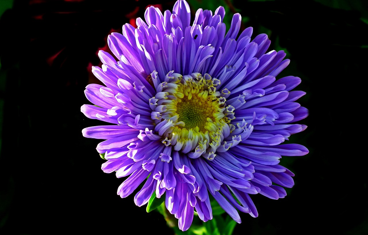 flower  aster  garden free photo