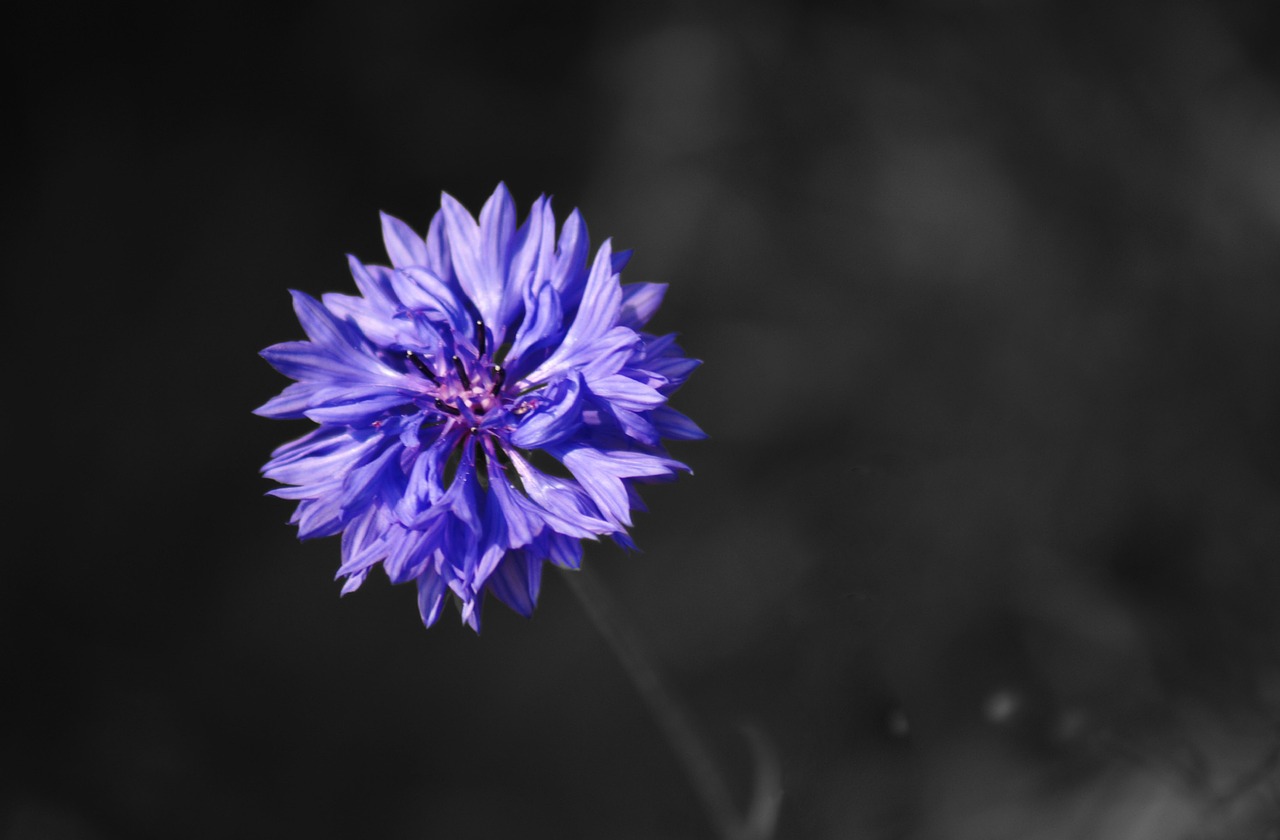 flower  cornflower  meadow free photo