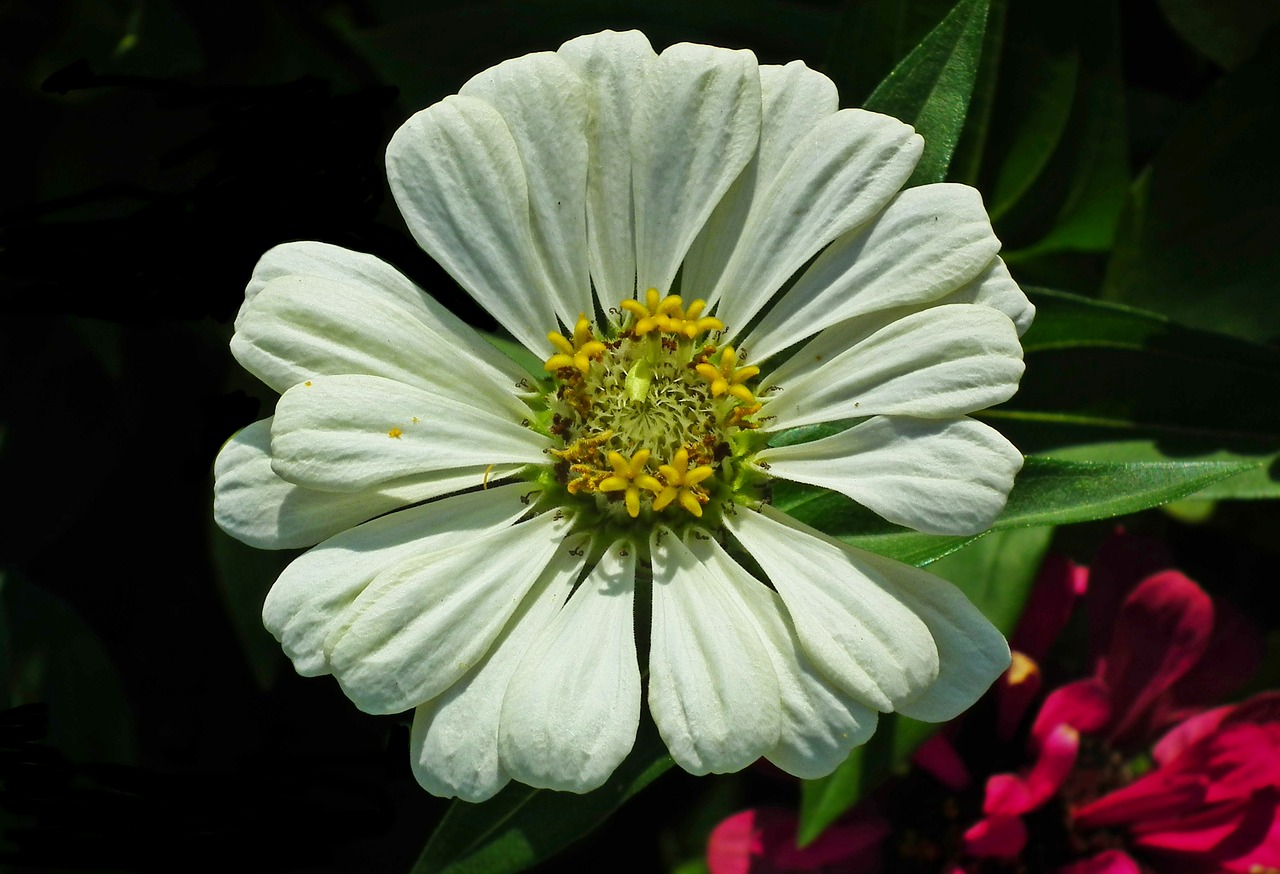 flower  zinnia  white free photo