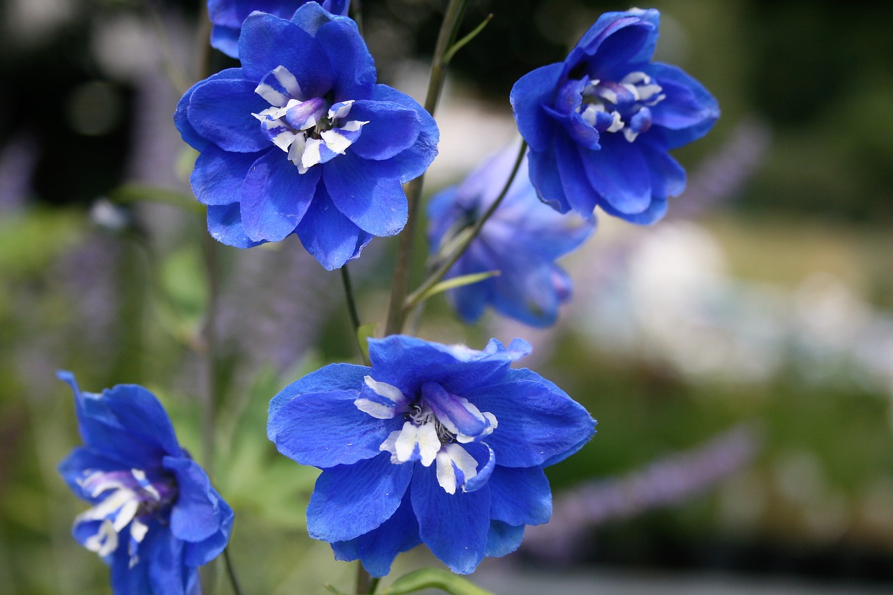 flower  blue  garden free photo