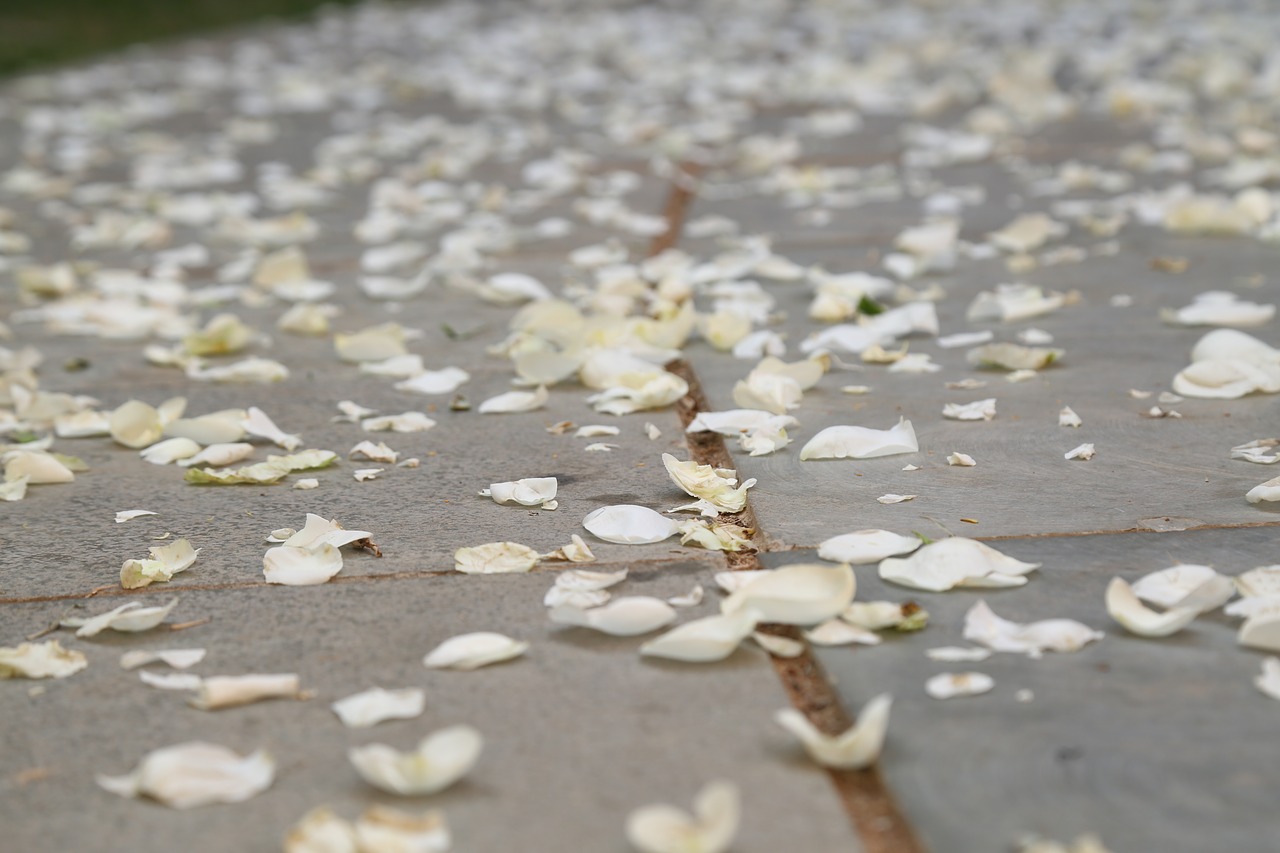 flower  white  rose free photo