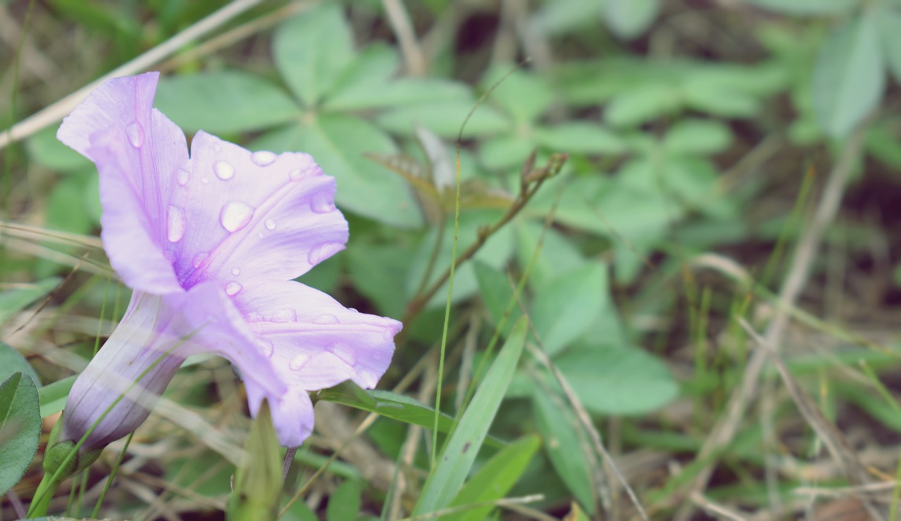 flower  nature  flourish free photo