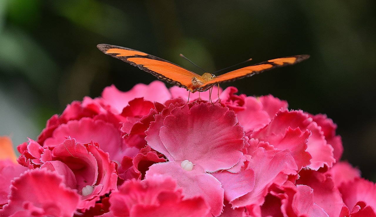 flower plant nature free photo