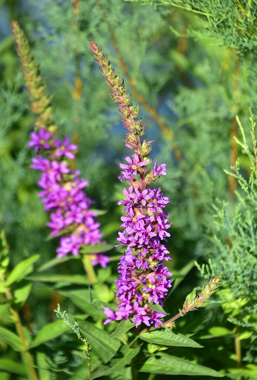 flower  garden  plant free photo