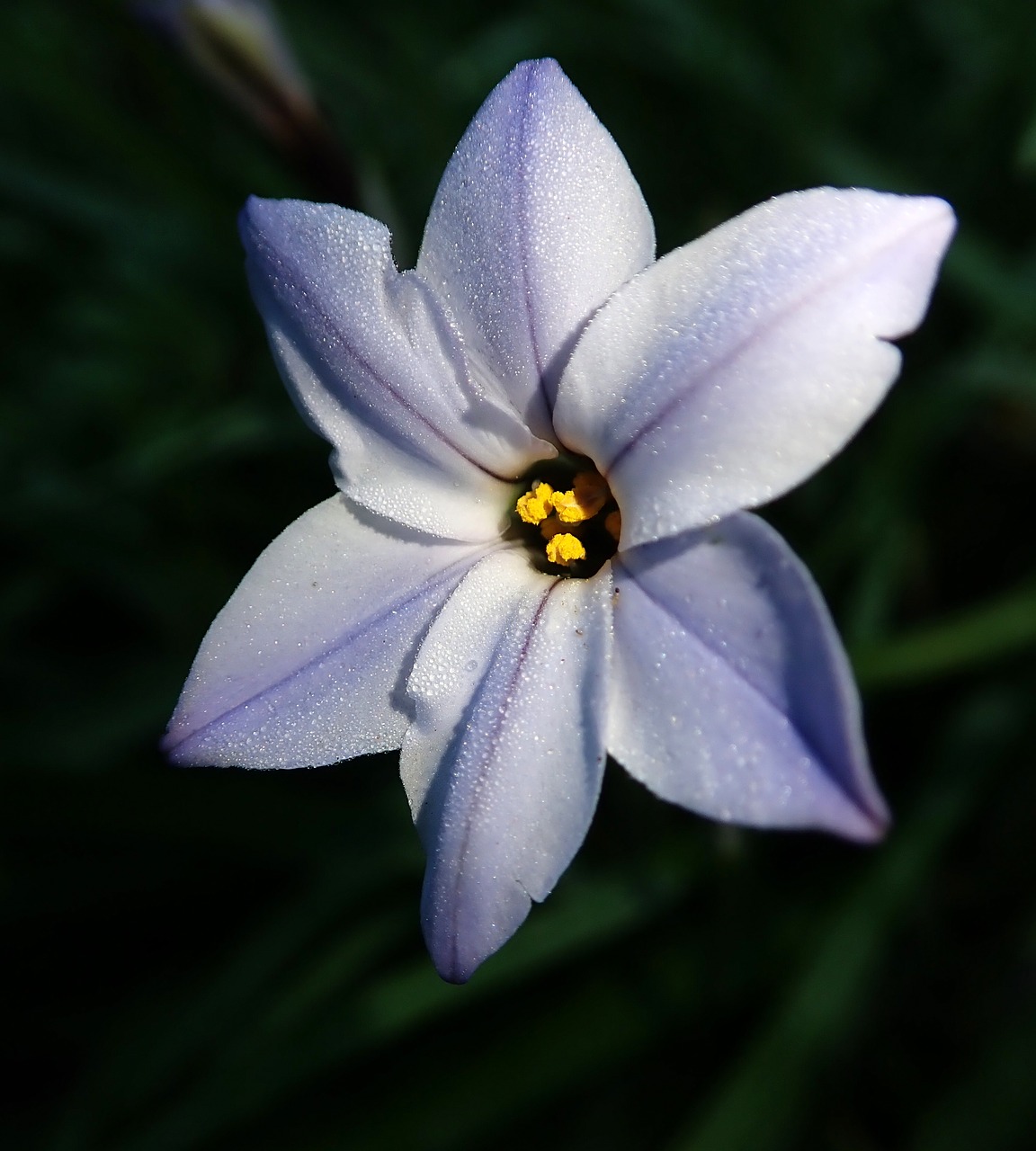 flower  frost  bulb free photo